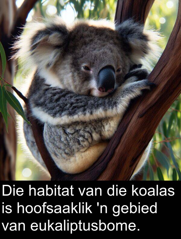 hoofsaaklik: Die habitat van die koalas is hoofsaaklik 'n gebied van eukaliptusbome.