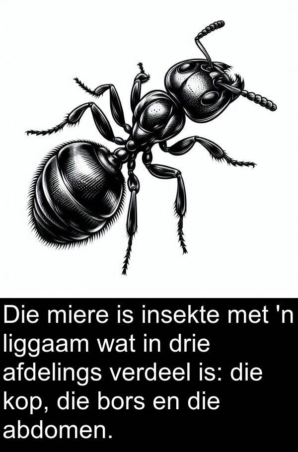 verdeel: Die miere is insekte met 'n liggaam wat in drie afdelings verdeel is: die kop, die bors en die abdomen.