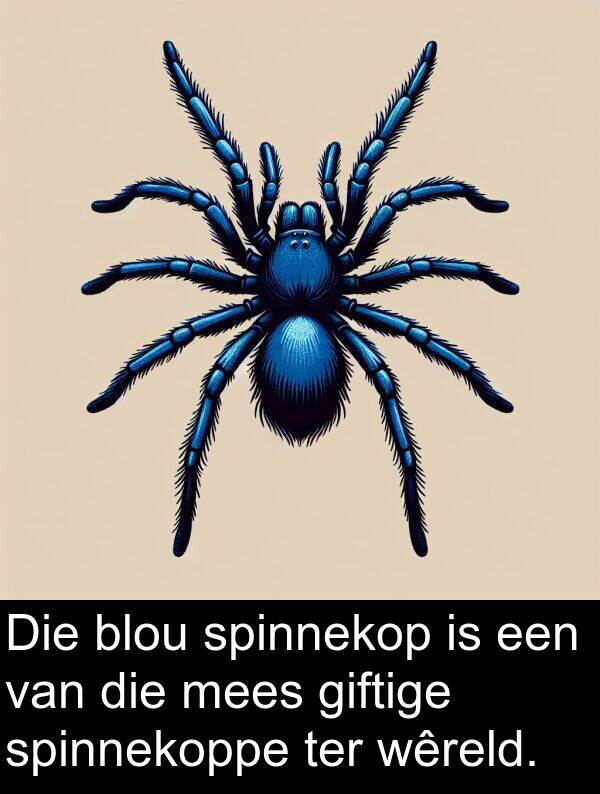 ter: Die blou spinnekop is een van die mees giftige spinnekoppe ter wêreld.