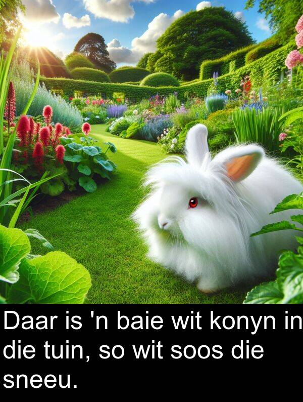 tuin: Daar is 'n baie wit konyn in die tuin, so wit soos die sneeu.