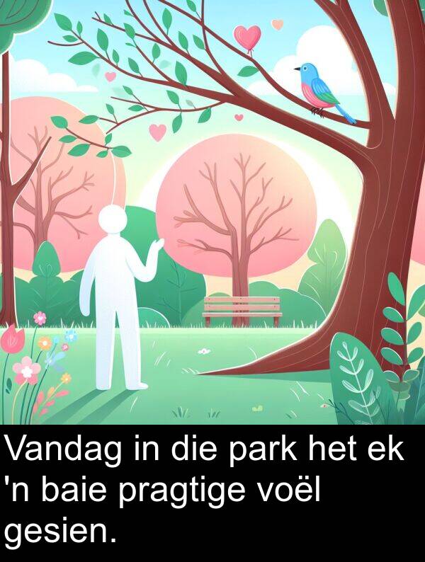 pragtige: Vandag in die park het ek 'n baie pragtige voël gesien.