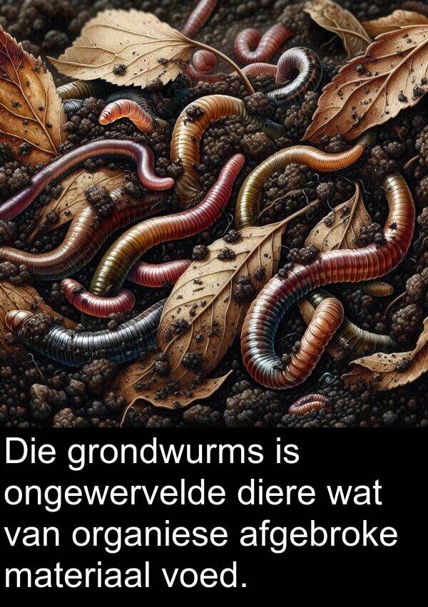 ongewervelde: Die grondwurms is ongewervelde diere wat van organiese afgebroke materiaal voed.