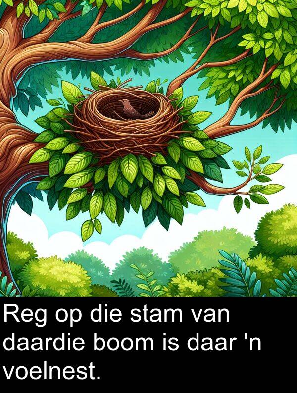 daardie: Reg op die stam van daardie boom is daar 'n voelnest.