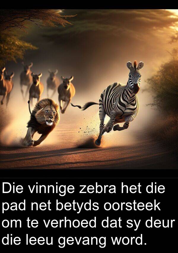 betyds: Die vinnige zebra het die pad net betyds oorsteek om te verhoed dat sy deur die leeu gevang word.