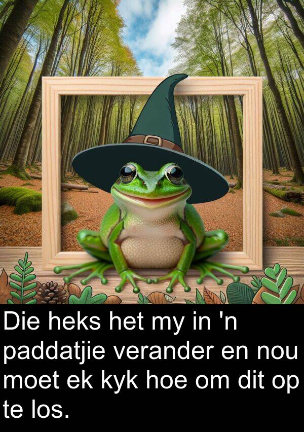 heks: Die heks het my in 'n paddatjie verander en nou moet ek kyk hoe om dit op te los.