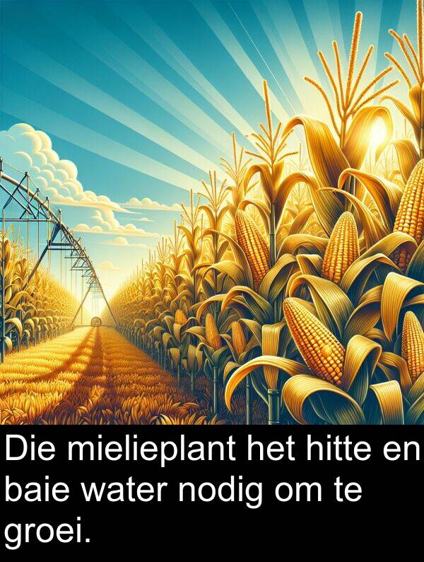 nodig: Die mielieplant het hitte en baie water nodig om te groei.