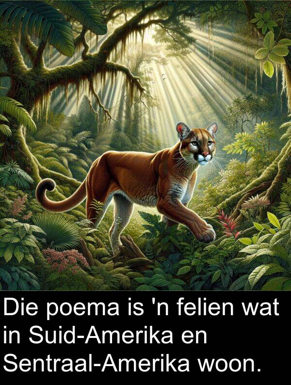 poema: Die poema is 'n felien wat in Suid-Amerika en Sentraal-Amerika woon.