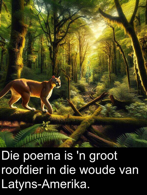 poema: Die poema is 'n groot roofdier in die woude van Latyns-Amerika.