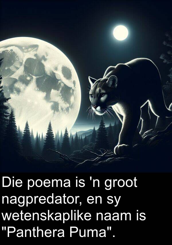 nagpredator: Die poema is 'n groot nagpredator, en sy wetenskaplike naam is "Panthera Puma".