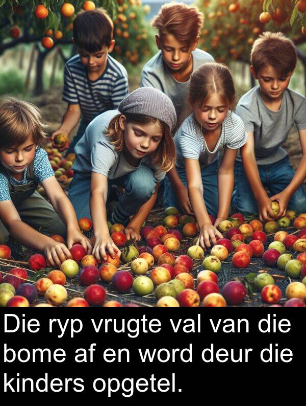 val: Die ryp vrugte val van die bome af en word deur die kinders opgetel.