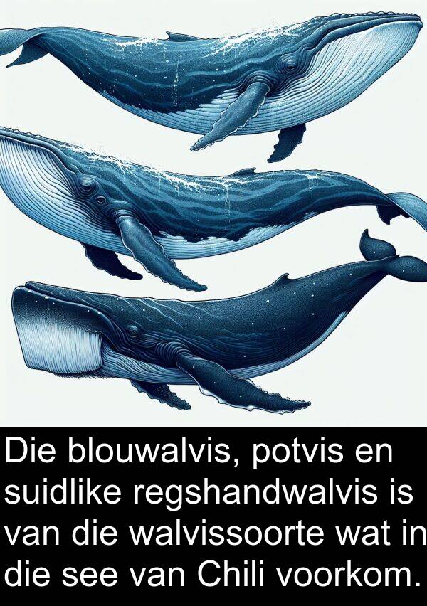 potvis: Die blouwalvis, potvis en suidlike regshandwalvis is van die walvissoorte wat in die see van Chili voorkom.