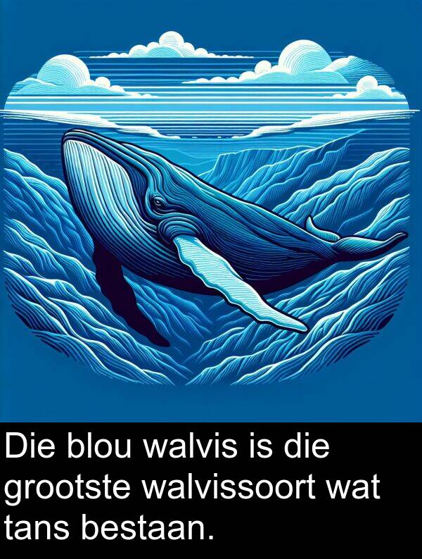 bestaan: Die blou walvis is die grootste walvissoort wat tans bestaan.