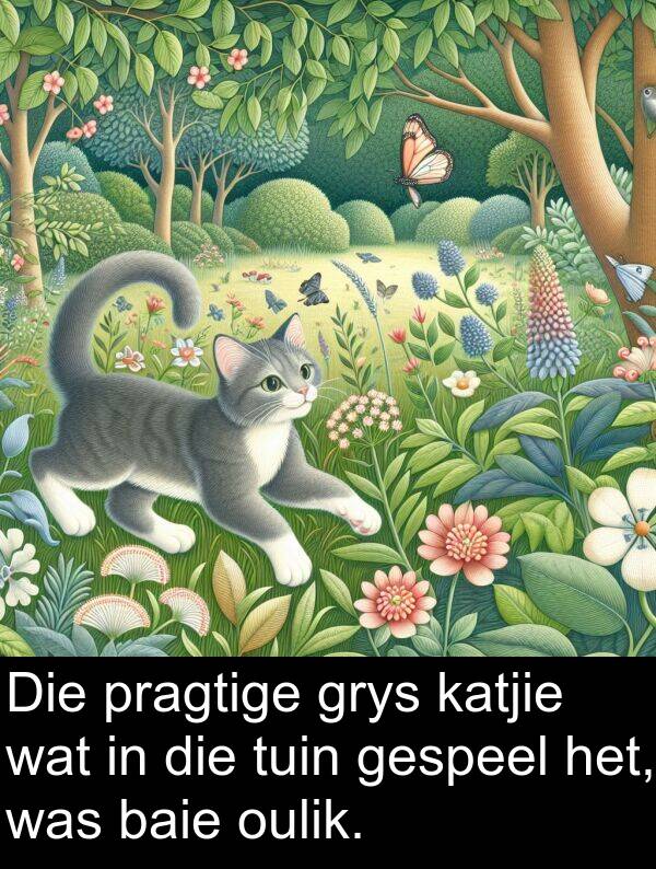 pragtige: Die pragtige grys katjie wat in die tuin gespeel het, was baie oulik.