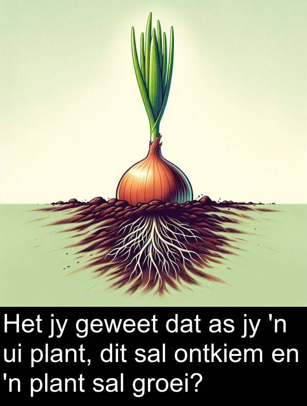 plant: Het jy geweet dat as jy 'n ui plant, dit sal ontkiem en 'n plant sal groei?