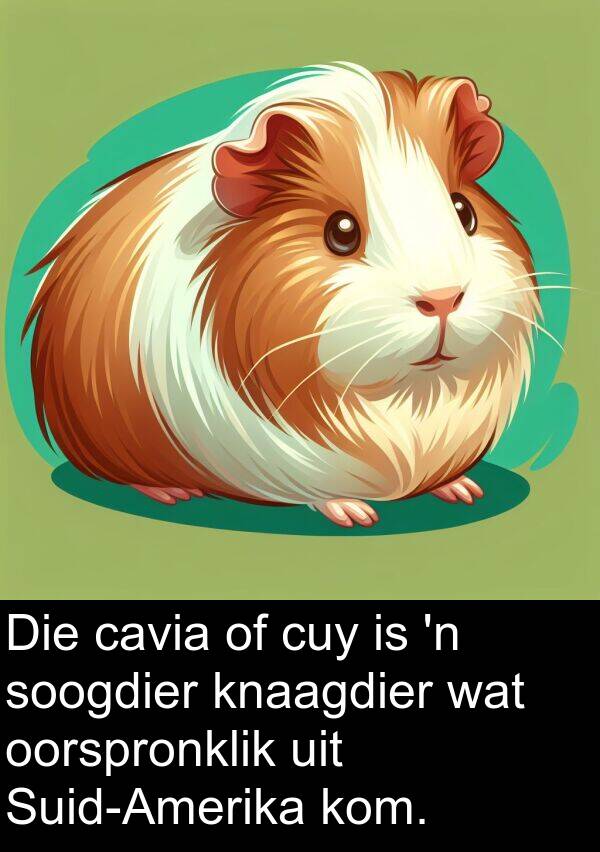 cavia: Die cavia of cuy is 'n soogdier knaagdier wat oorspronklik uit Suid-Amerika kom.