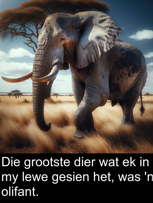 olifant: Die grootste dier wat ek in my lewe gesien het, was 'n olifant.