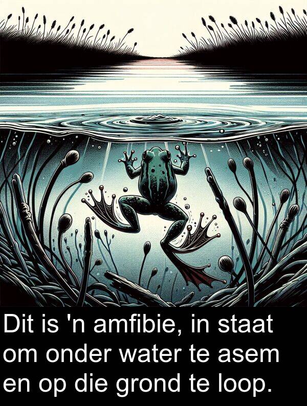 loop: Dit is 'n amfibie, in staat om onder water te asem en op die grond te loop.