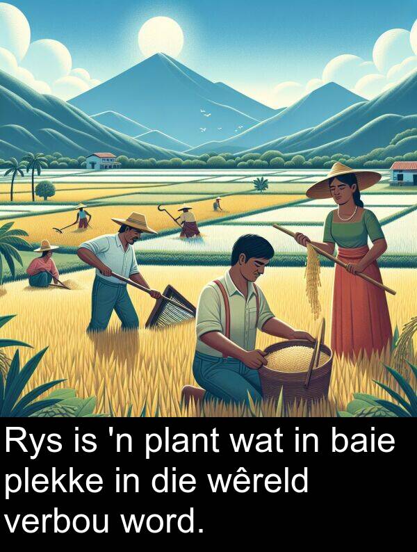 plekke: Rys is 'n plant wat in baie plekke in die wêreld verbou word.