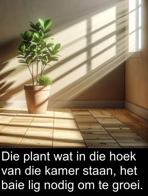 nodig: Die plant wat in die hoek van die kamer staan, het baie lig nodig om te groei.