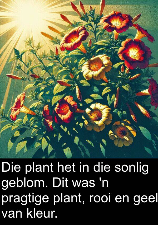 geel: Die plant het in die sonlig geblom. Dit was 'n pragtige plant, rooi en geel van kleur.