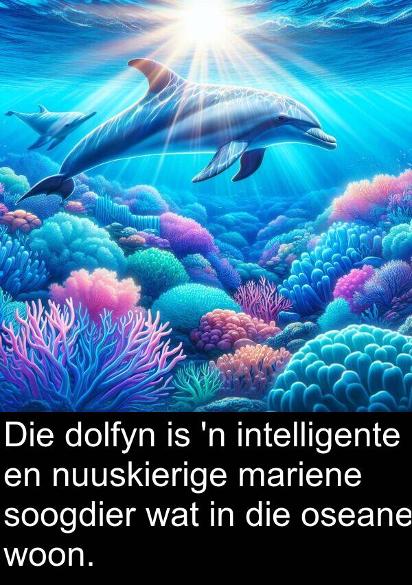 nuuskierige: Die dolfyn is 'n intelligente en nuuskierige mariene soogdier wat in die oseane woon.