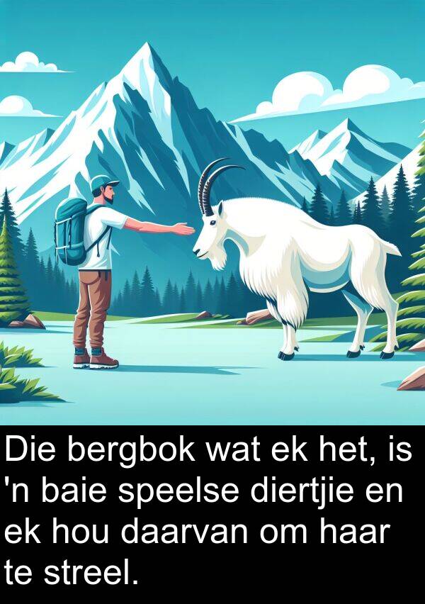 bergbok: Die bergbok wat ek het, is 'n baie speelse diertjie en ek hou daarvan om haar te streel.