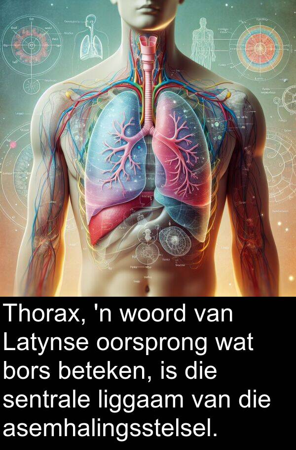 beteken: Thorax, 'n woord van Latynse oorsprong wat bors beteken, is die sentrale liggaam van die asemhalingsstelsel.