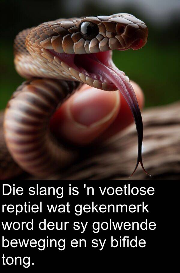 gekenmerk: Die slang is 'n voetlose reptiel wat gekenmerk word deur sy golwende beweging en sy bifide tong.