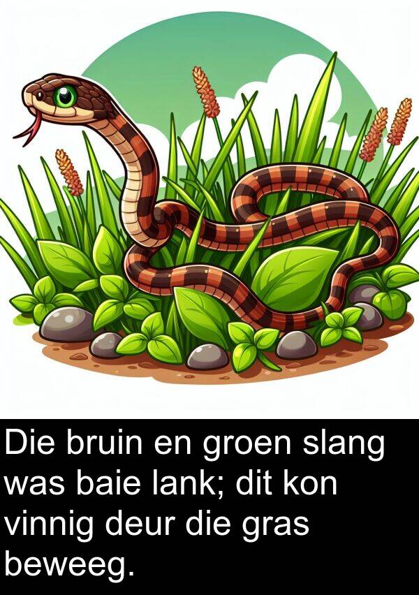 lank: Die bruin en groen slang was baie lank; dit kon vinnig deur die gras beweeg.