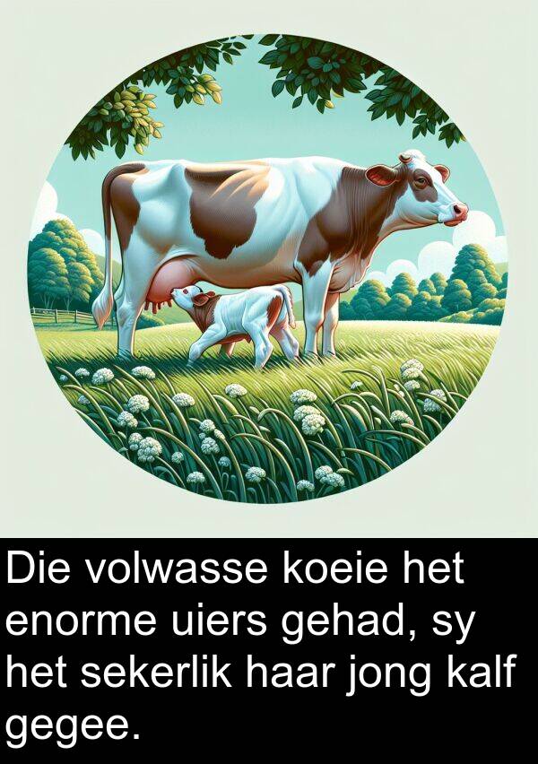 gegee: Die volwasse koeie het enorme uiers gehad, sy het sekerlik haar jong kalf gegee.