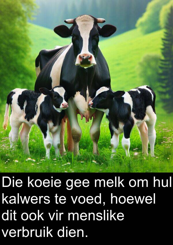 gee: Die koeie gee melk om hul kalwers te voed, hoewel dit ook vir menslike verbruik dien.