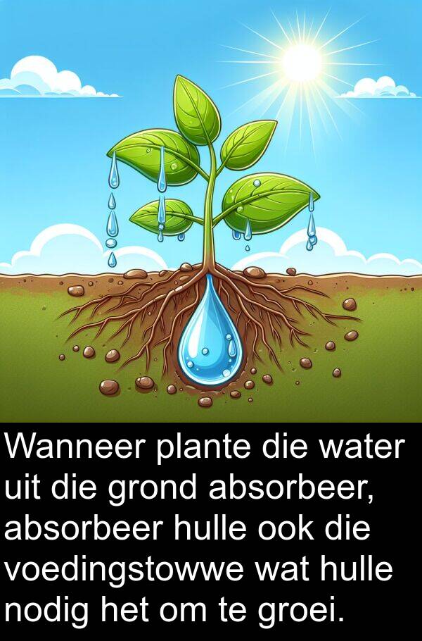 plante: Wanneer plante die water uit die grond absorbeer, absorbeer hulle ook die voedingstowwe wat hulle nodig het om te groei.