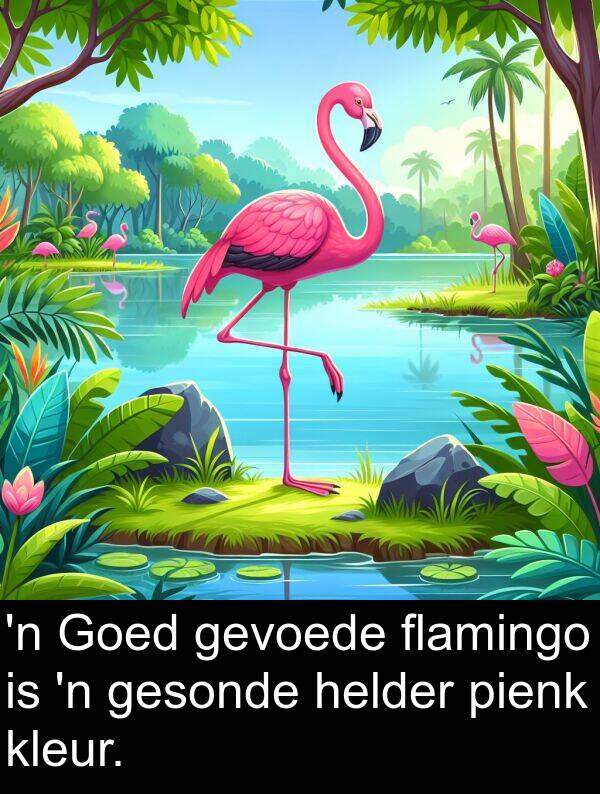 pienk: 'n Goed gevoede flamingo is 'n gesonde helder pienk kleur.