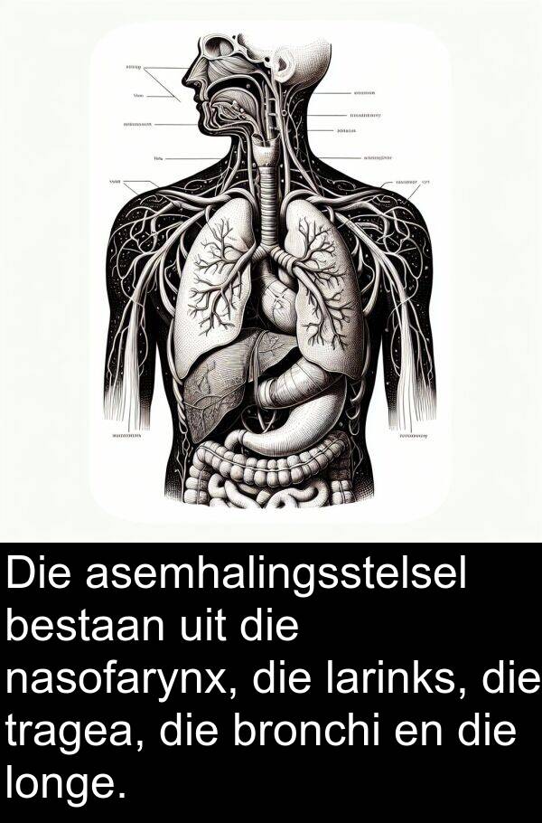 bestaan: Die asemhalingsstelsel bestaan uit die nasofarynx, die larinks, die tragea, die bronchi en die longe.