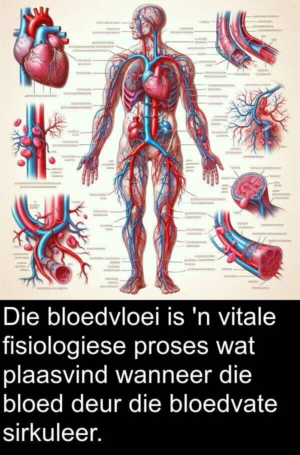 proses: Die bloedvloei is 'n vitale fisiologiese proses wat plaasvind wanneer die bloed deur die bloedvate sirkuleer.