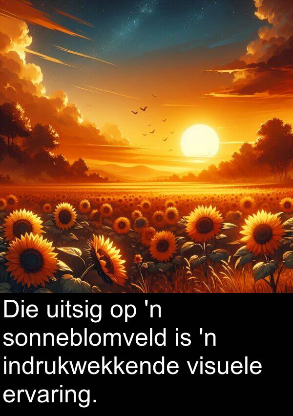 indrukwekkende: Die uitsig op 'n sonneblomveld is 'n indrukwekkende visuele ervaring.