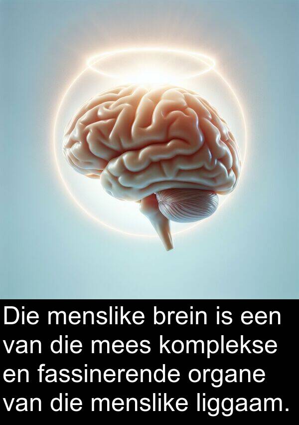 menslike: Die menslike brein is een van die mees komplekse en fassinerende organe van die menslike liggaam.