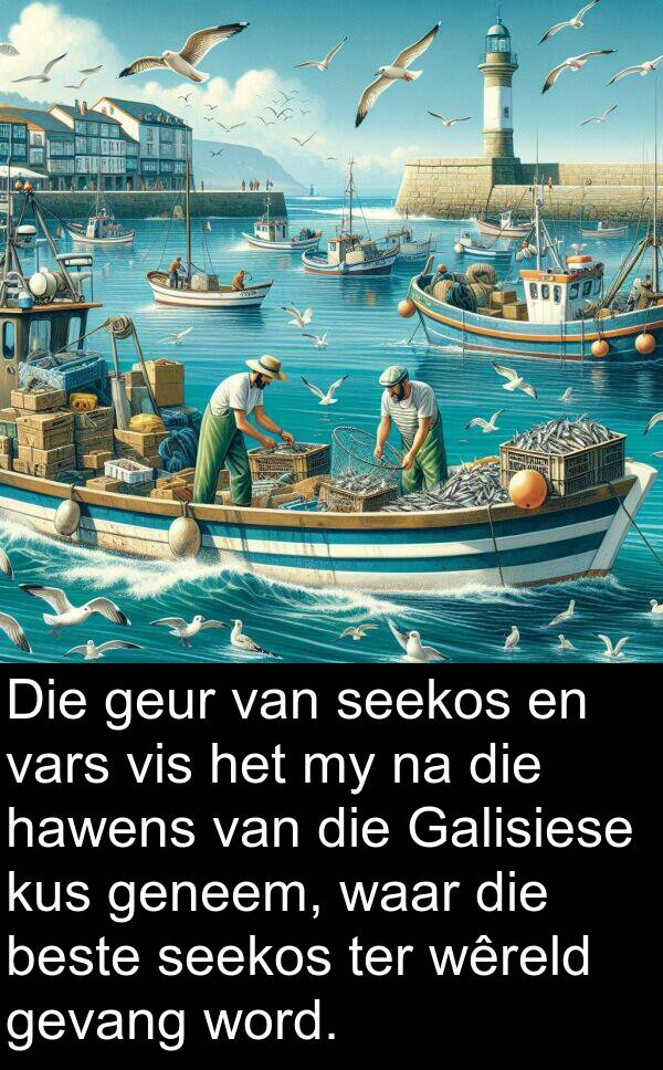 hawens: Die geur van seekos en vars vis het my na die hawens van die Galisiese kus geneem, waar die beste seekos ter wêreld gevang word.