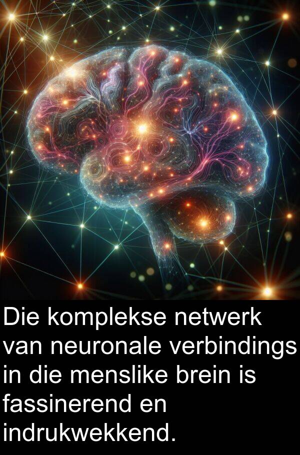 netwerk: Die komplekse netwerk van neuronale verbindings in die menslike brein is fassinerend en indrukwekkend.