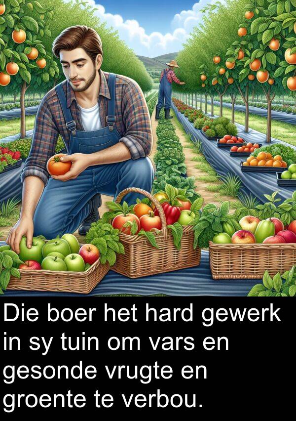 hard: Die boer het hard gewerk in sy tuin om vars en gesonde vrugte en groente te verbou.