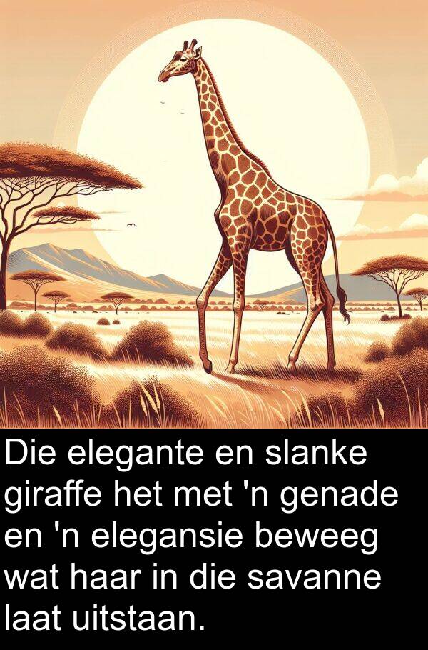 elegante: Die elegante en slanke giraffe het met 'n genade en 'n elegansie beweeg wat haar in die savanne laat uitstaan.