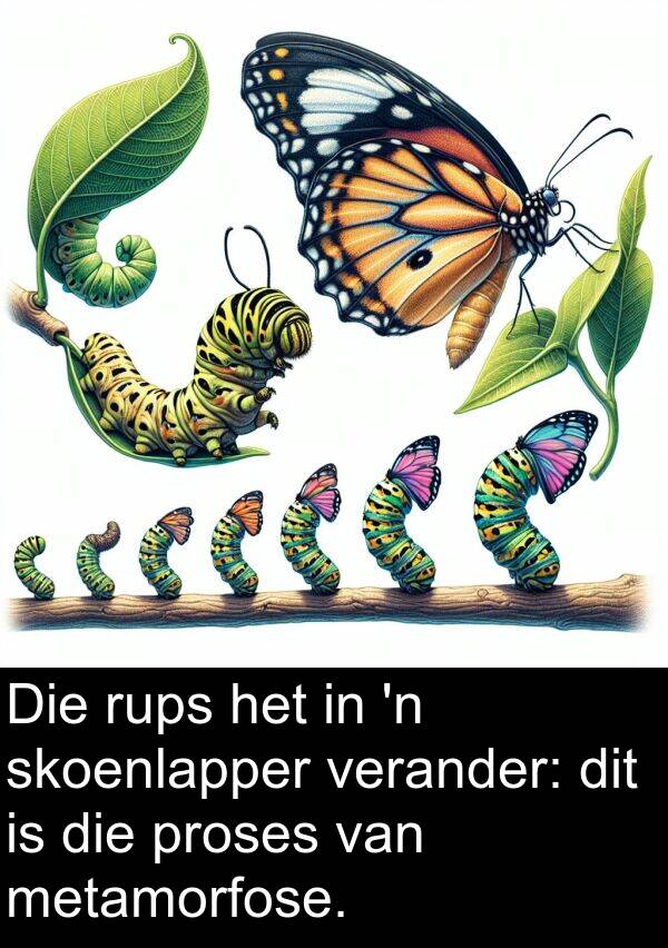 proses: Die rups het in 'n skoenlapper verander: dit is die proses van metamorfose.