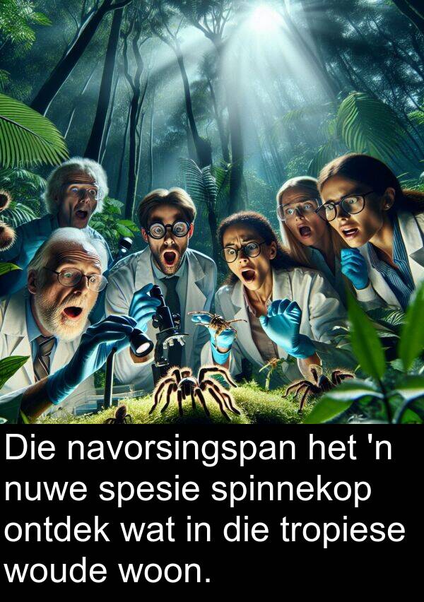 navorsingspan: Die navorsingspan het 'n nuwe spesie spinnekop ontdek wat in die tropiese woude woon.