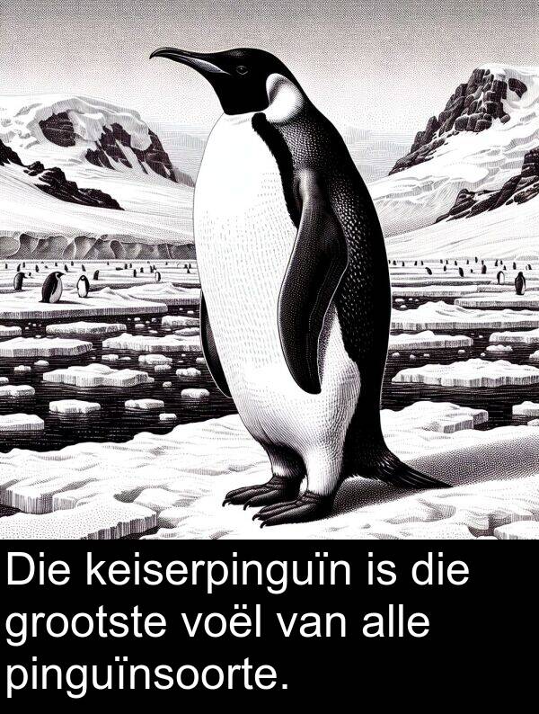 pinguïnsoorte: Die keiserpinguïn is die grootste voël van alle pinguïnsoorte.