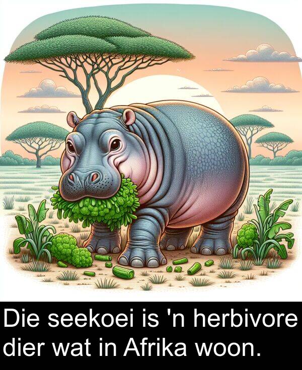 herbivore: Die seekoei is 'n herbivore dier wat in Afrika woon.