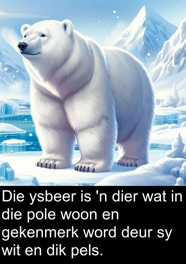 pels: Die ysbeer is 'n dier wat in die pole woon en gekenmerk word deur sy wit en dik pels.