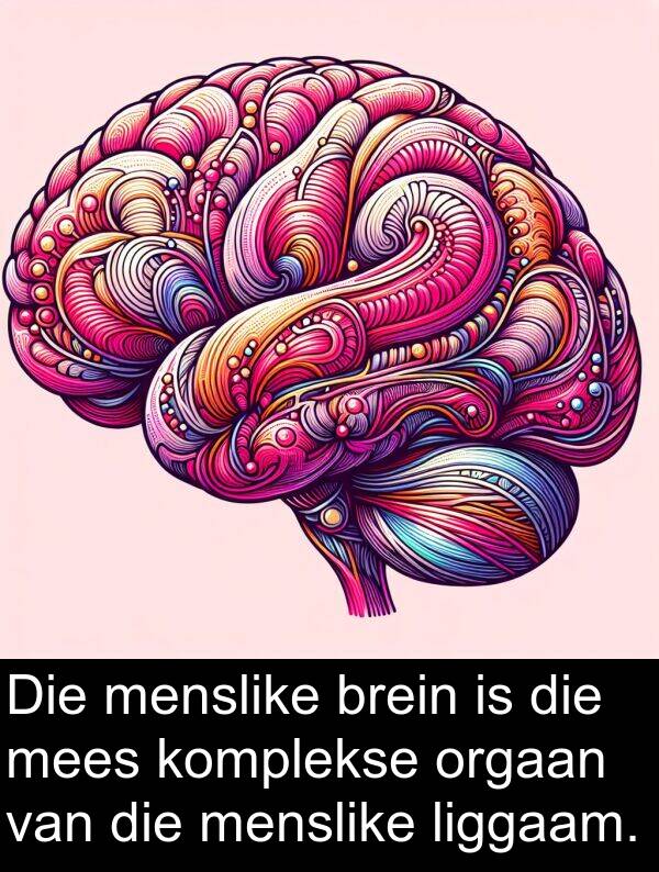 menslike: Die menslike brein is die mees komplekse orgaan van die menslike liggaam.