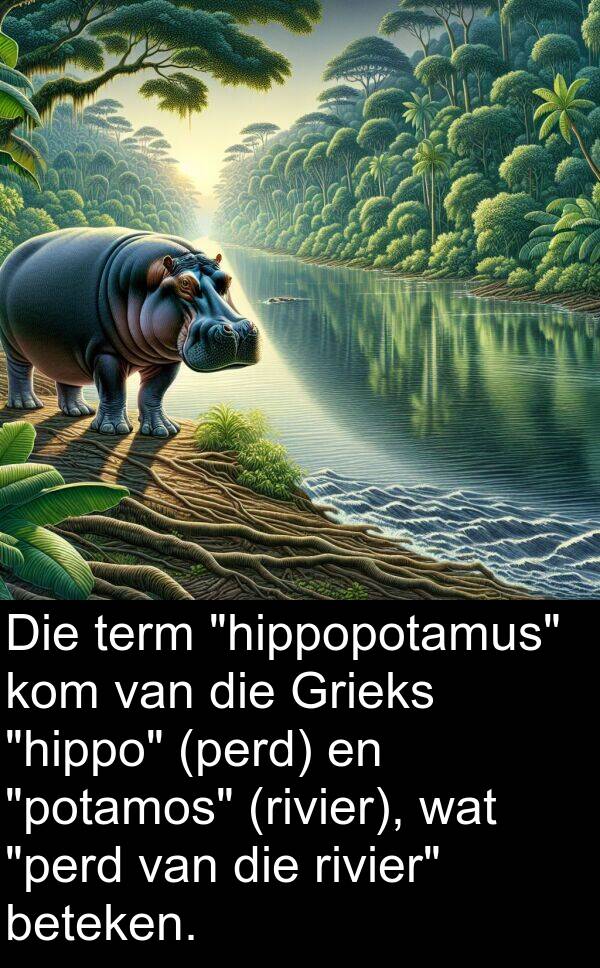 beteken: Die term "hippopotamus" kom van die Grieks "hippo" (perd) en "potamos" (rivier), wat "perd van die rivier" beteken.