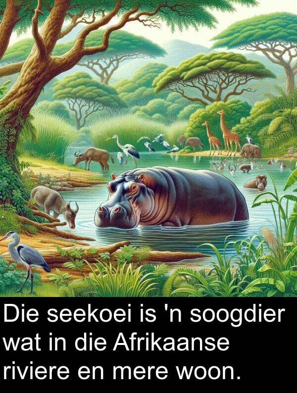 woon: Die seekoei is 'n soogdier wat in die Afrikaanse riviere en mere woon.