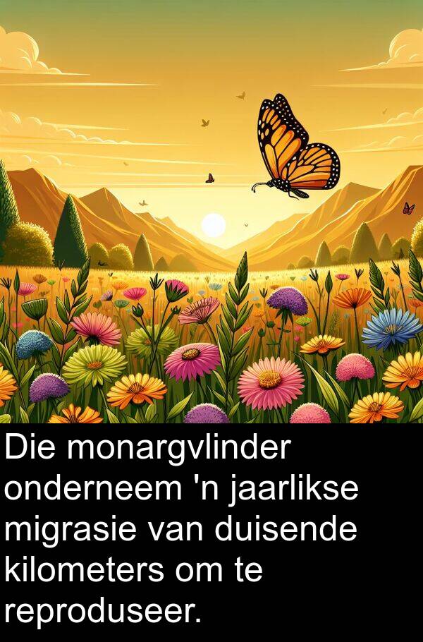 migrasie: Die monargvlinder onderneem 'n jaarlikse migrasie van duisende kilometers om te reproduseer.